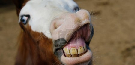 Photo for Close-up shot of cute horse smiling at camera with flehmen response animal behavior - Royalty Free Image