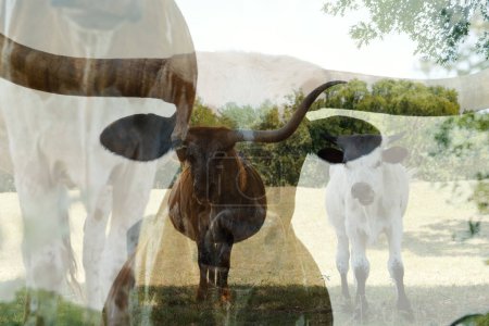 Foto de Pintoresca toma de doble exposición de vacas pastando en prado verde - Imagen libre de derechos