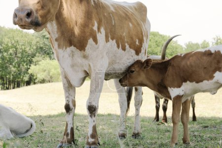 Foto de Primer plano de la vaca con lindo Texas becerro de cuerno largo en la granja - Imagen libre de derechos