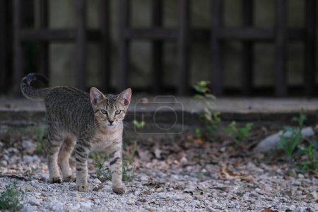 Téléchargez les photos : Gros plan de chaton mignon dans l'allée de la maison, chat tabby extérieur - en image libre de droit
