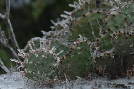 Photo for Ice on prickly pear cactus closeup during cold Texas winter weather. - Royalty Free Image