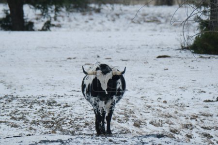 Téléchargez les photos : Vache corriente aperçue marchant à travers l'hiver Texas paysage couvert de neige à la ferme. - en image libre de droit