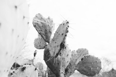 Photo for Prickly pear cactus closeup in black and white minimalism style - Royalty Free Image