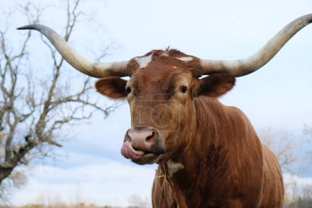 Foto de Primer plano de la cara de vaca de cuerno largo de Texas siendo curioso y divertido primer plano - Imagen libre de derechos