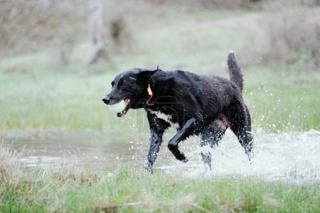 Foto de Perro mascota jugando a buscar en charcos de agua, Texas al aire libre - Imagen libre de derechos