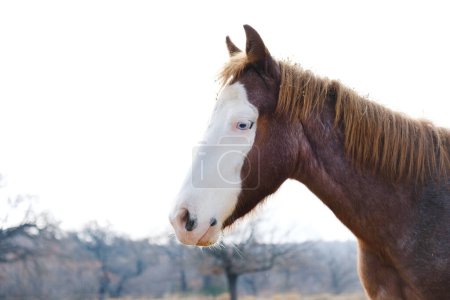 Téléchargez les photos : Jeune cheval sur ranch montre la couleur de cheveux roan rouge avec le visage chauve en gros plan blanc, l'espace de copie sur fond - en image libre de droit