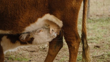 Téléchargez les photos : Hereford veau allaitement sur vache, concept de nutrition animale avec du lait. - en image libre de droit