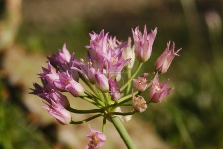 Wild onion shows wildflowers of plant in Texas nature during spring season.