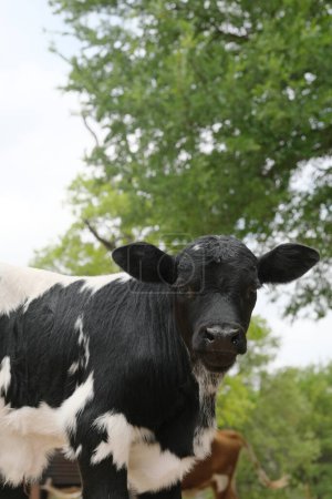 Téléchargez les photos : Taureau veau sur ferme texane gros plan pendant l'été, avec des taches. - en image libre de droit
