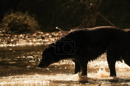 Foto de Perro mascota activo paseando en el agua del arroyo durante la temporada de invierno al aire libre. - Imagen libre de derechos