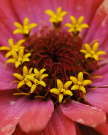 Téléchargez les photos : Zinnia macro fleur gros plan dans le jardin pendant l'été texan. - en image libre de droit
