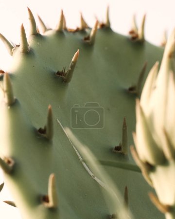 Foto de Cactus de pera espinosa verde primer plano en la naturaleza de Texas. - Imagen libre de derechos