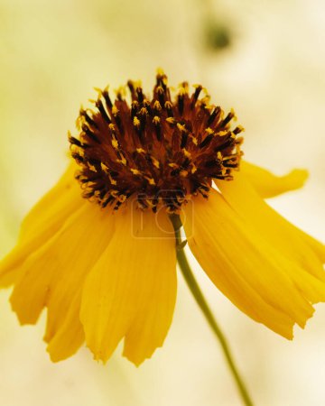 Foto de Rosca verde rígido flor perenne primer plano con pétalos amarillos sobre un fondo borroso en vista vertical. - Imagen libre de derechos