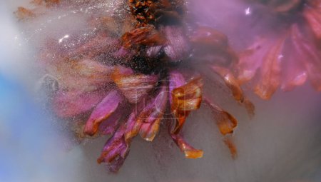 Téléchargez les photos : Fleurs de zinnia rose congelées en gros plan de glace. - en image libre de droit