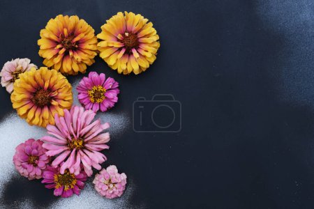Foto de Zinnia flower heads on black background with copy space for Mothers day background. - Imagen libre de derechos