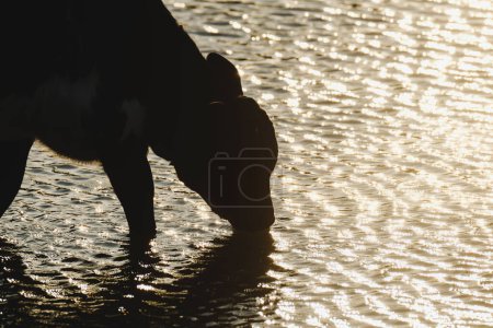 Foto de Silueta de agua potable para terneros del estanque al atardecer - Imagen libre de derechos