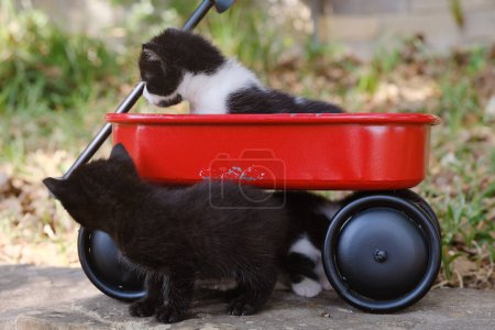 Téléchargez les photos : Deux chatons chevauchant en mini chariot rouge à l'extérieur en été. - en image libre de droit