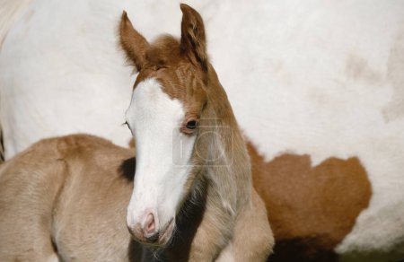 Paint horse foal with bald face closeup on farm
