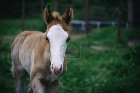 Bald face paint horse colt foal in Texas field with copy space on blurred background.