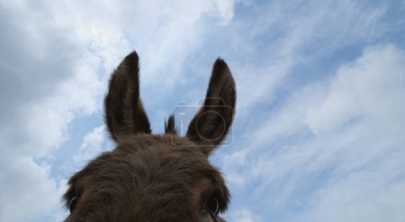 Mini donkey ears listening close up while isolated on sky background.