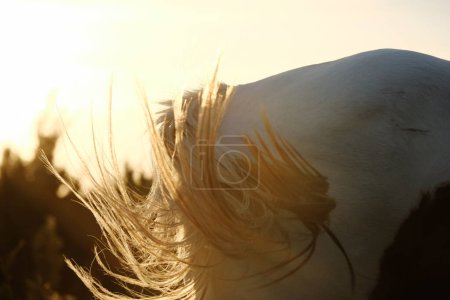 Paint Pferd Stutenschwanz Flick im Sommer Sonnenuntergang auf Bauernhof mit friedlichem Rahmen.