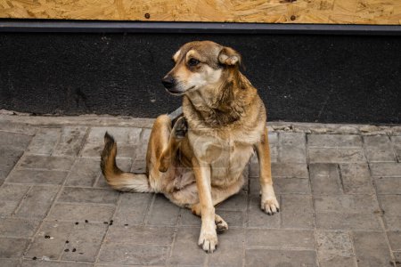 Photo for The domestic dogs were abandoned by their owner when the town was evacuated. Dogs now roam the streets of Kherson, they are on their own. - Royalty Free Image