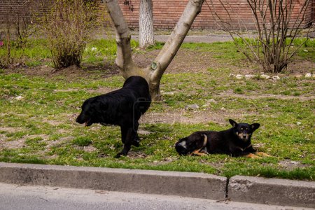 Photo for The domestic dogs were abandoned by their owner when the town was evacuated. Dogs now roam the streets of Kherson, they are on their own. - Royalty Free Image