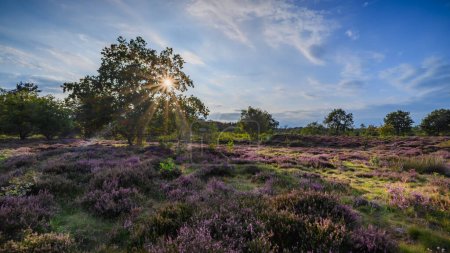 Moorland landscape in evenning light featuring a oak tree and blooming heather. The sun's rays pierce through the leaves and branches of the tree creating a picturesque view.