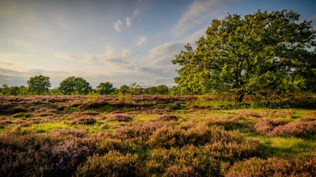 Moorland landscape in evenning light featuring a oak tree with foliage glisten in the warm evening rays and blooming heather.