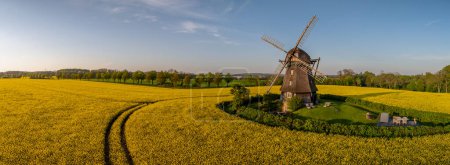 Panorama view of rapeseed field with three-story earth-hollander windmill. Banner from bright yellow rapeseed field with an old windmill.