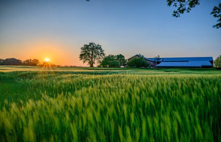  Blick auf ein saftig grünes Weizenfeld bei Sonnenuntergang in der Nähe eines Bauernhofs, mit einer Scheune im Hintergrund, die mit Sonnenkollektoren auf dem Dach ausgestattet ist, was das Engagement des Hofes für nachhaltige Energie unterstreicht.