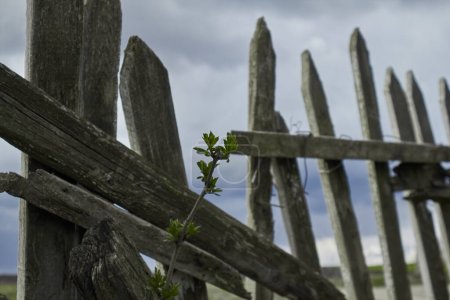 A lone plant makes its way through broken fence. Concept: life in wartimethe war in Ukraine. High quality photo