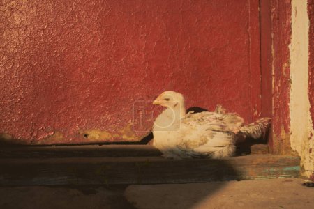 Photo for Chicken in the shade. Concept: the dramatic fate of animals on a farm. High quality photo - Royalty Free Image
