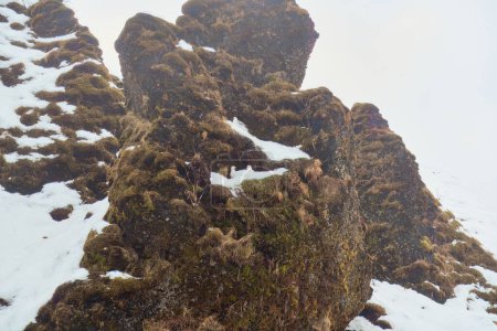 afloramiento rocoso cubierto de musgo con manchas de nieve contra un cielo nebuloso. ¿Ves la vida en esta foto? Ubicación: Cascada de Skogafoss Islandia.