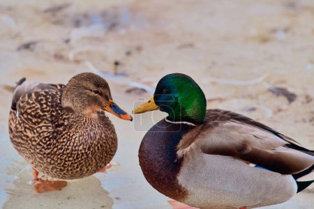 Pair of mallard ducks on a shallow water surface, male with iridescent green head and female with brown plumage. Location: Reykjavik Iceland.