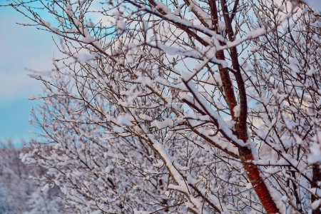 Des branches d'arbres poudrées de neige contre un ciel nuageux avec des taches de bleu, mettant en valeur la beauté de l'hiver. Localisation : Hraunfossar, Islande.
