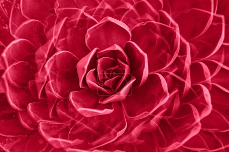 Rosa roca planta suculenta hojas roseta primer plano. Patrón floral abstracto. Imagen tonificada en color del año 2023 viva magenta