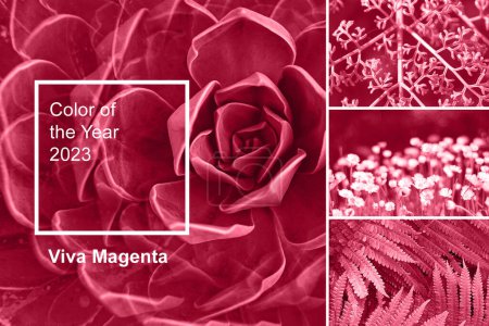 Photo for Viva Magenta color of year 2023. New Fashion color palette sample. Abstract floral pattern swatch colors collage. Image toned in color of the year 2023 viva magenta - Royalty Free Image