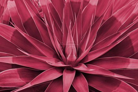 Foto de Hojas de agave roseta primer plano. Patrón floral abstracto. Planta de agave salvaje Fox Tail. Imagen tonificada en color del año 2023 Viva Magenta - Imagen libre de derechos