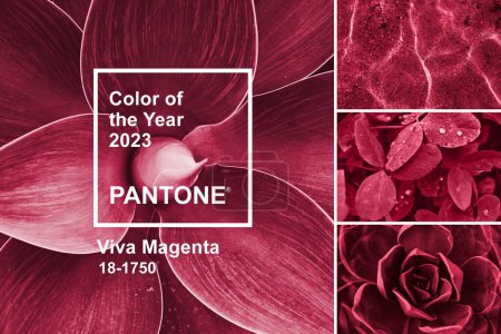 Photo for Viva Magenta color of Year 2023. Collage with palette shades samples on natural themes backgrounds and Pantone logotype. Succulent leaf, sea, and clover flower: Valletta, Malta -December 6, 2022 - Royalty Free Image