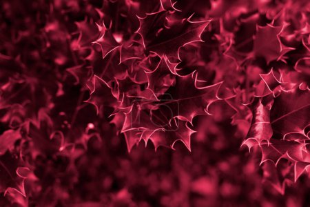Photo for Shiny Holly closeup leaves with blurred background and copy space. Trendy natural Christmas backdrop for design with viva magenta toned color - Royalty Free Image