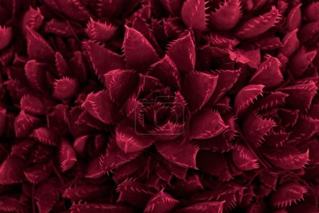 Photo for Exotic cactus blossom with pointed leaves from above. Natural close-up floral texture with viva magenta toned color - Royalty Free Image