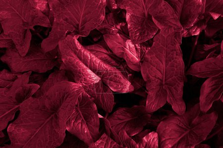Pattern of triangular plant leaves. Natural floral background in monochrome color. Toned in color of year 2023 Viva Magenta