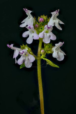 Thymus vulgaris, fleurs de thym commun, rose pâle avec tube pétale et étamines en saillie.