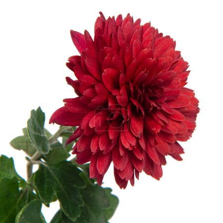 Beautiful pretty red chrysanthemum flower daisy isolated on the white background