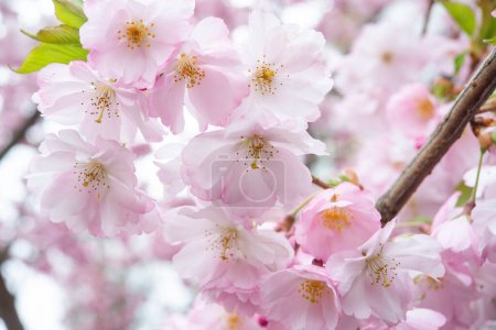 Téléchargez les photos : Foyer sélectif de belles branches de fleurs de cerisier rose sur l'arbre sous le ciel bleu, belles fleurs Sakura pendant la saison de printemps dans le parc, texture motif Flore, Nature fond floral. - en image libre de droit