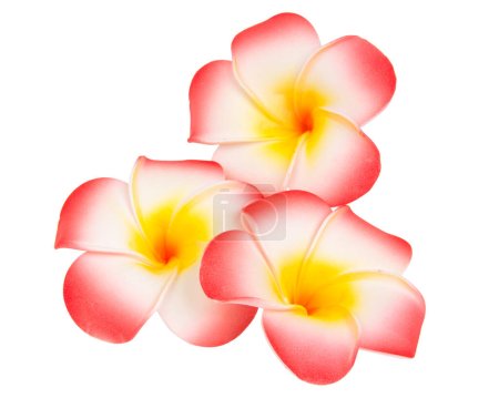 Photo for Frangipani flower isolated on white background - Royalty Free Image