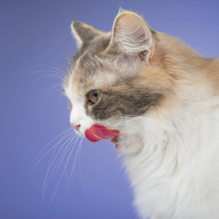 Schöne flauschige helle weiße Katze leckt ihren Mund wartet auf Leckereien isoliert auf weißem Hintergrund.