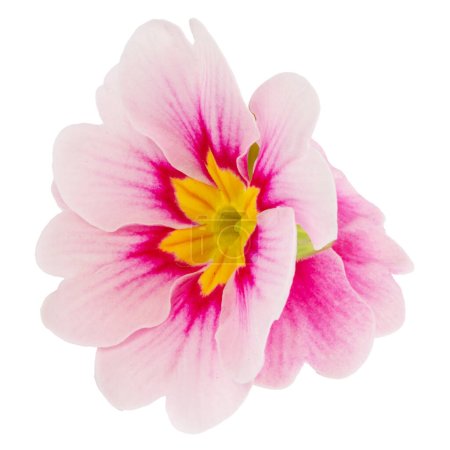 Blume rosa Primel isoliert auf weißem Hintergrund