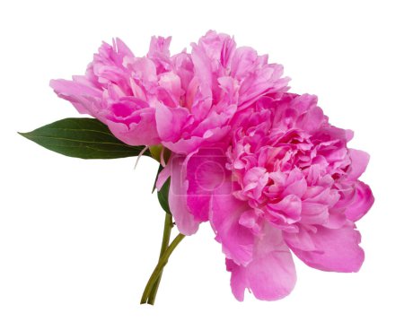 Belle fleur de pivoine rose isolée sur le fond blanc